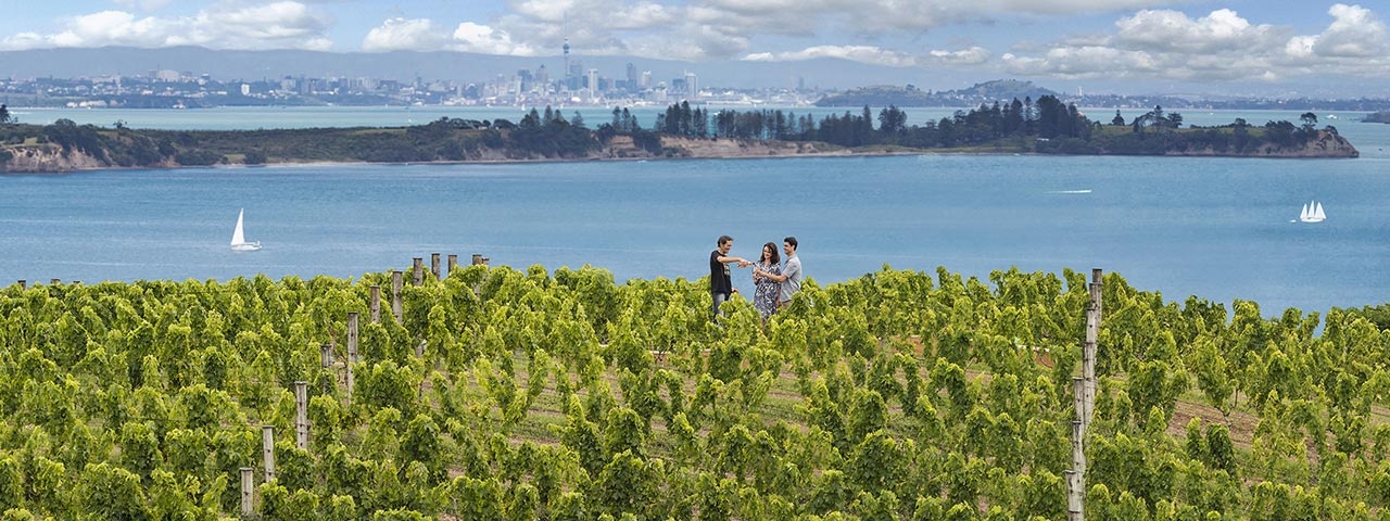 View of the vines and cityscape in the background from Waiheke Island