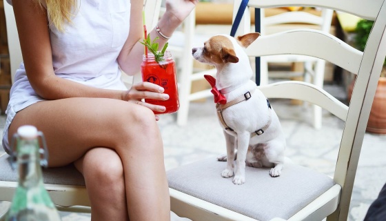 A woman and her dog sitting at a bar